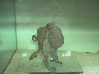 Poulpe Fiction au Musée Aquarium de Nancy