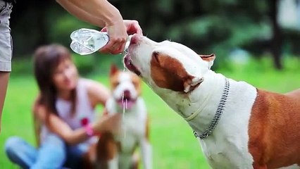 man gives his dogs water to drink from a bottle