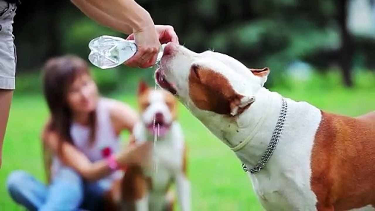 man gives his dogs water to drink from a bottle