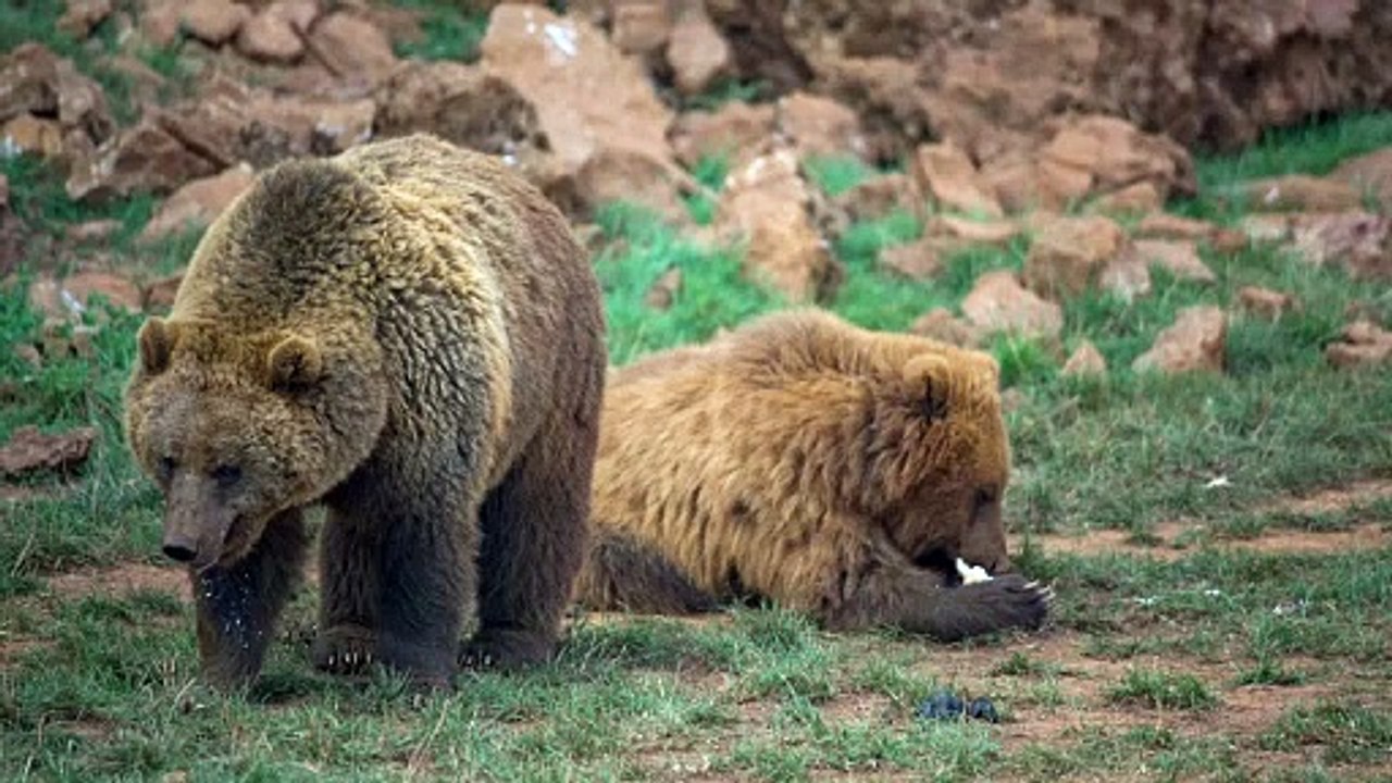 pair of brown bears in the field