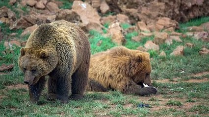 pair of brown bears in the field
