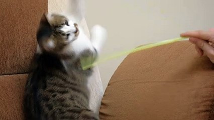 pet owner playing with a cute cat