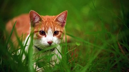 white cat lying among the grasses seen up close