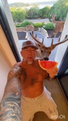 Funny animals hub,funny animals club , funny animals dancing , funny animals fighting