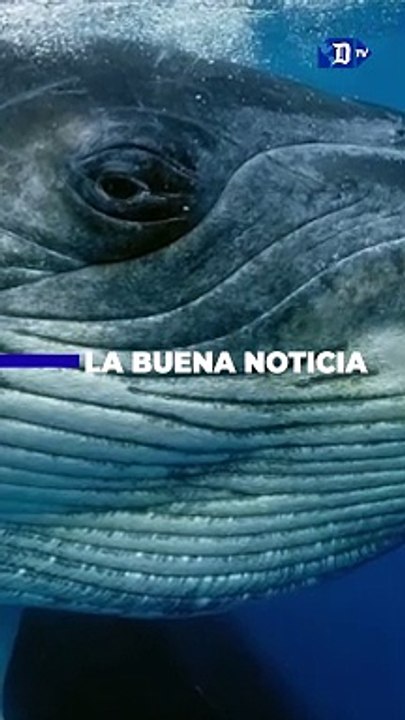 Llevan a cabo la primera conversación entre humanos y ballenas | La buena noticia