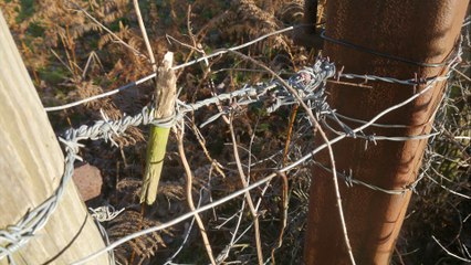 FOOTPATHS IN CRISIS: Leziate Episode 2