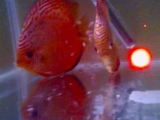 Redmap Gss yavrularının  7.gün artemia yemesi