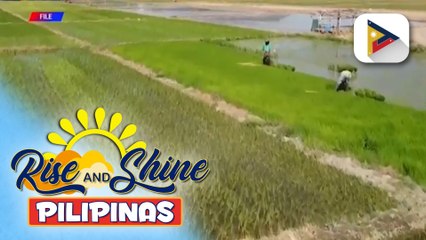 Rice cluster meetings, sinimulan ng D.A. para pagtibayin ang mga istratehiya vs. epekto ng El Niño