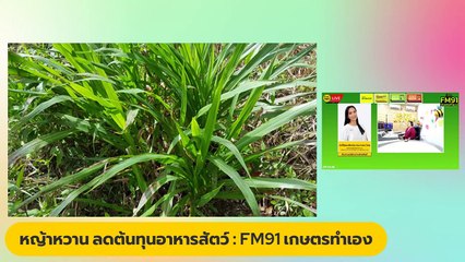 หญ้าหวาน ลดต้นทุนอาหารสัตว์ : FM91 เกษตรทำเอง : 14 มกราคม 2567