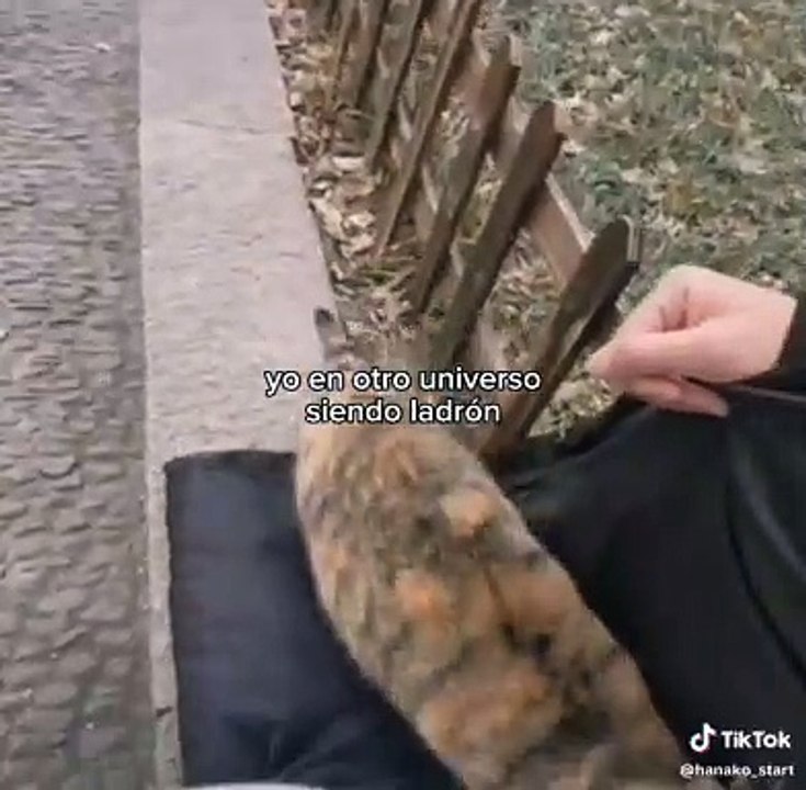 roba gatos