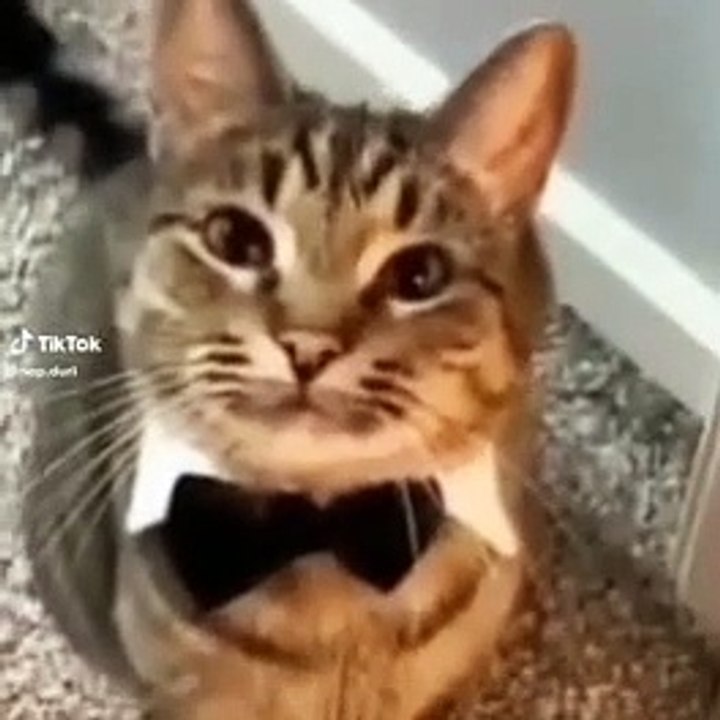 gato guapo