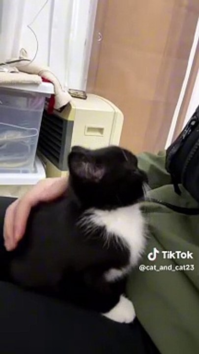 gato