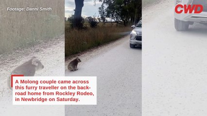 Koala footage | Central Western Daily | January, 2024.