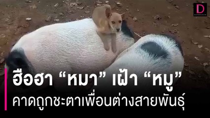 ฮือฮา"หมา" เฝ้า "หมู" วัดธารอุทุมพร-โคราช คาดถูกชะตาเพื่อนต่างสายพันธุ์ | HOTSHOT เดลินิวส์ 15/01/67