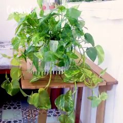 4 tips to keep your plants healthy!