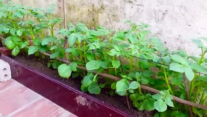 Growing Potatoes At Home Is A Lot Of Tubers And Easy For Beginners