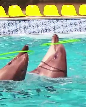 É por isso que os tubarões tem MEDO dos golfinhos!