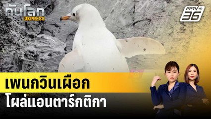 เพนกวินเผือกโผล่แอนตาร์กติกา | ทันโลก EXPRESS | 15 ม.ค. 67