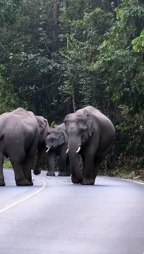 A group of cute elephants wandering along the path