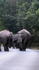 A group of cute elephants wandering along the path