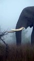 Elephant In The Mist  #amazing #wildlife #safari #nature #animals