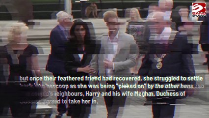 Prince Harry Steps In to Adopt Ellen's Bullied Poultry.