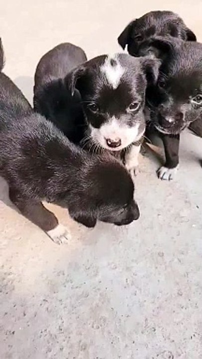 #dog #animals #doglover #animal #love #cute #doglovers #pets #petlover #doglover #explore