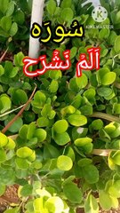 Surah Alam Nashrah | Alam nashrah | Quran Tilawat |  Learn Quran