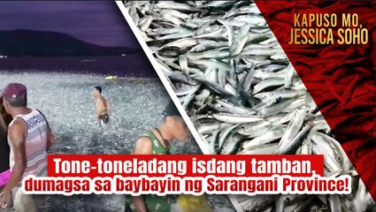 Tone-toneladang isdang tamban, dumagsa sa baybayin ng Sarangani Province! | Kapuso Mo, Jessica Soho