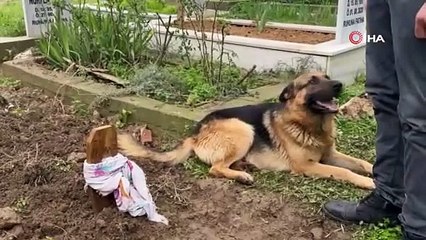 Evladı gibi baktığı köpeği 52 gündür mezarından ayrılmıyor