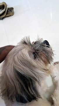 #MIKU #Short #Dog #dogs #animal #animals #cute #doglover #dogshorts #cutedog #shorts #pet #MIKU