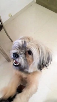 #Short #Dog #dogs #animal #animals #cute #doglover #dogshorts #cutedog #shorts #pet #MIKU_2