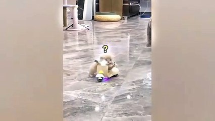 #ytshortsindia morsomt haha #comedys #babs#comedyshorts#cuteanimals#ytshortsindia​​​​#cutebaby#comdy #comedys sex#sex anml#babs#comedyshorts#cuteanimalsytshortsindia#ytshortsindia 有趣哈哈#cutebaby #comdycomedys #ba#comedyshorts #cuteanimals#ytshortsindia#yt9