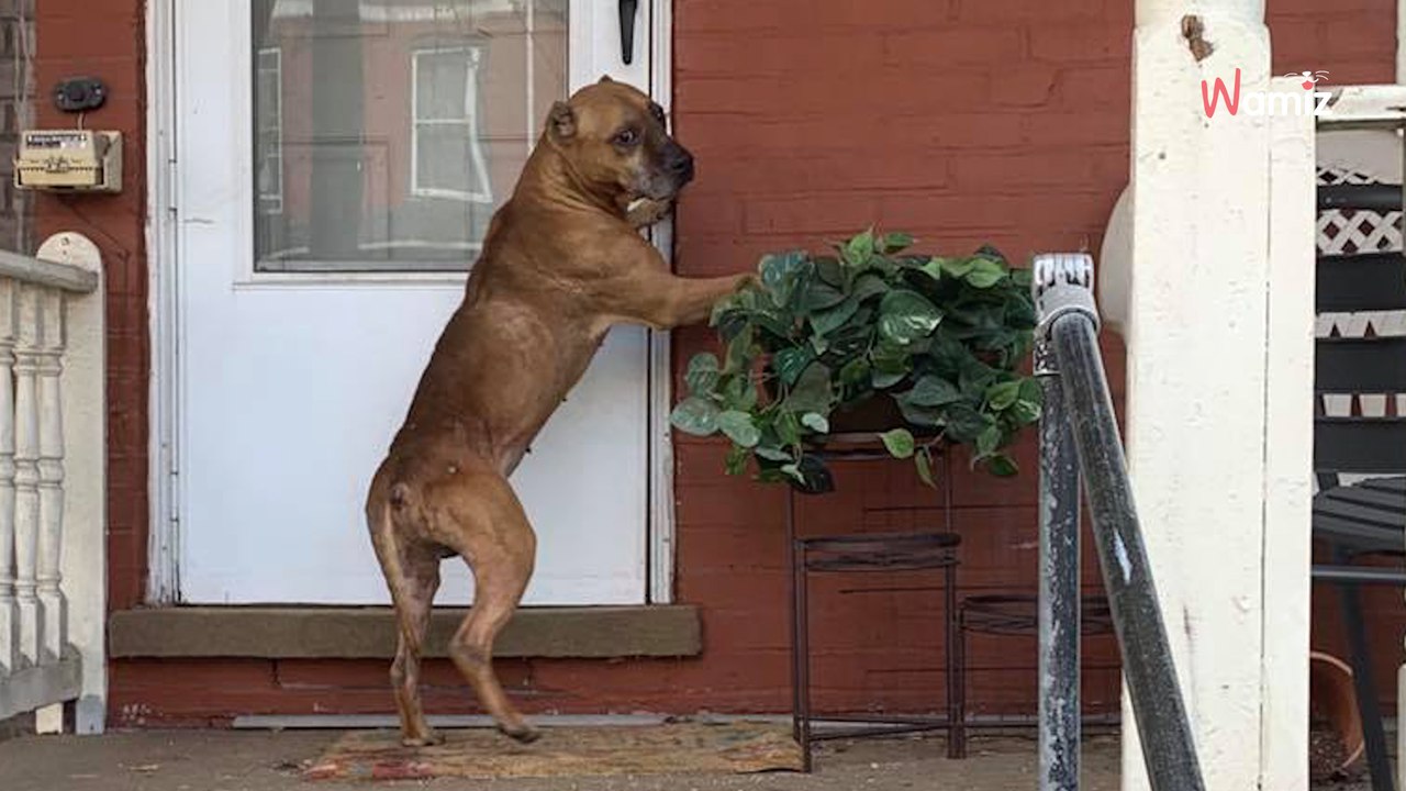 Pitbull codziennie puka do tych samych drzwi: powód łamie serca