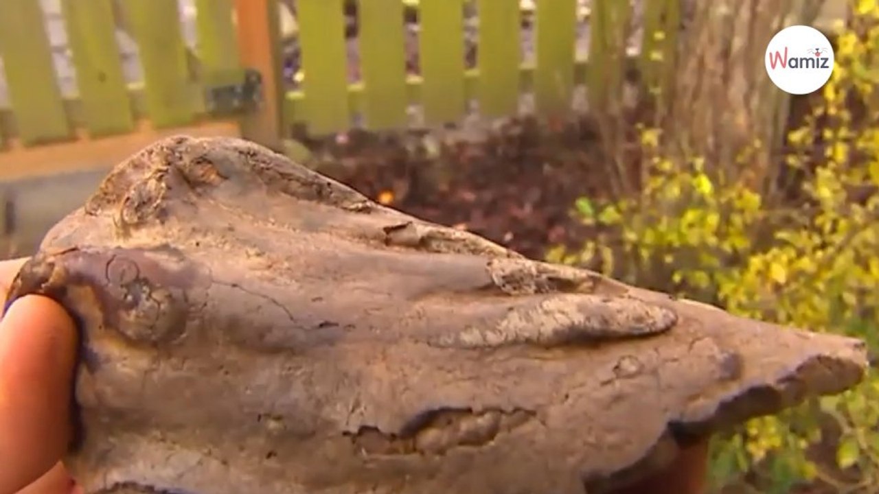 Labrador buddelt und findet einen echt seltenen Schatz mitten im Garten