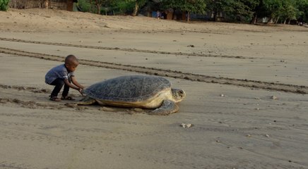 "Des baleines, des tortues et des Hommes" : bande-annonce du documentaire