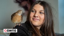 Teen hatched quail from supermarket egg after dad said 