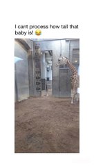 Viral Video Sensation - Hilarious Moments Caught on Camera!