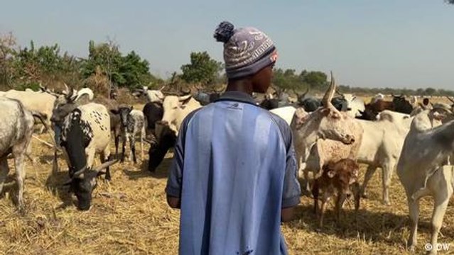 Resolving conflicts between Ghana’s farmers and herdsmen