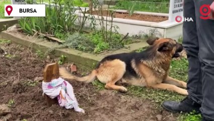Evladı gibi baktığı köpeği haftalardır mezarından ayrılmıyor