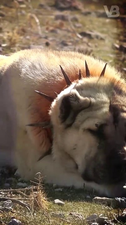 Ultimate Showdown: Guard Dog vs. Wolf - The Jaw-Dropping Battle You Won't Believe!#shorts