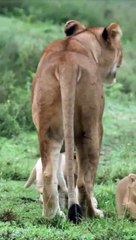 The most beautiful and cutest lion cub ever #lion #short