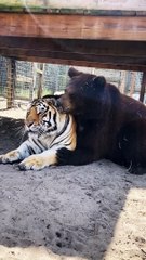 Bear And Tiger Best Friends, AMAZINGLY ADORABLE