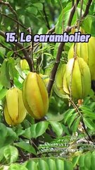 Top 20 des fruits les moins connus