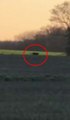 'Big cat' caught on camera in British field