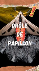 Un papillon à tentacules ?   Creatonotos gangis