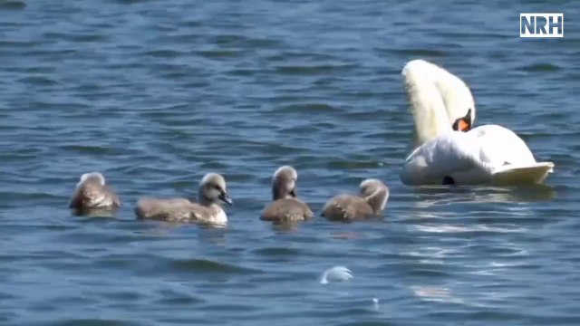 Stress relief relaxation film Swans and ducks with beautiful swans and ducks & relaxing films