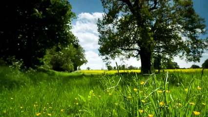 Countryside meadow