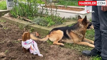 52 gün önce ölen sahibinin mezarından ayrılmıyor