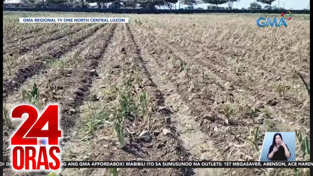 Ilang pananim na sibuyas, inatake ng harabas o army worms | 24 Oras